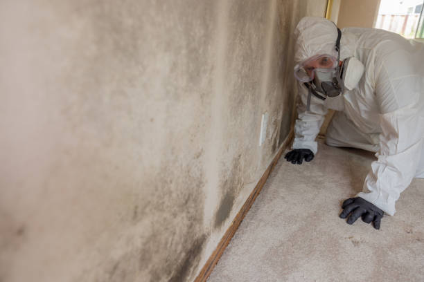 Trusted Blue Island, IL Mold Removal Services Experts